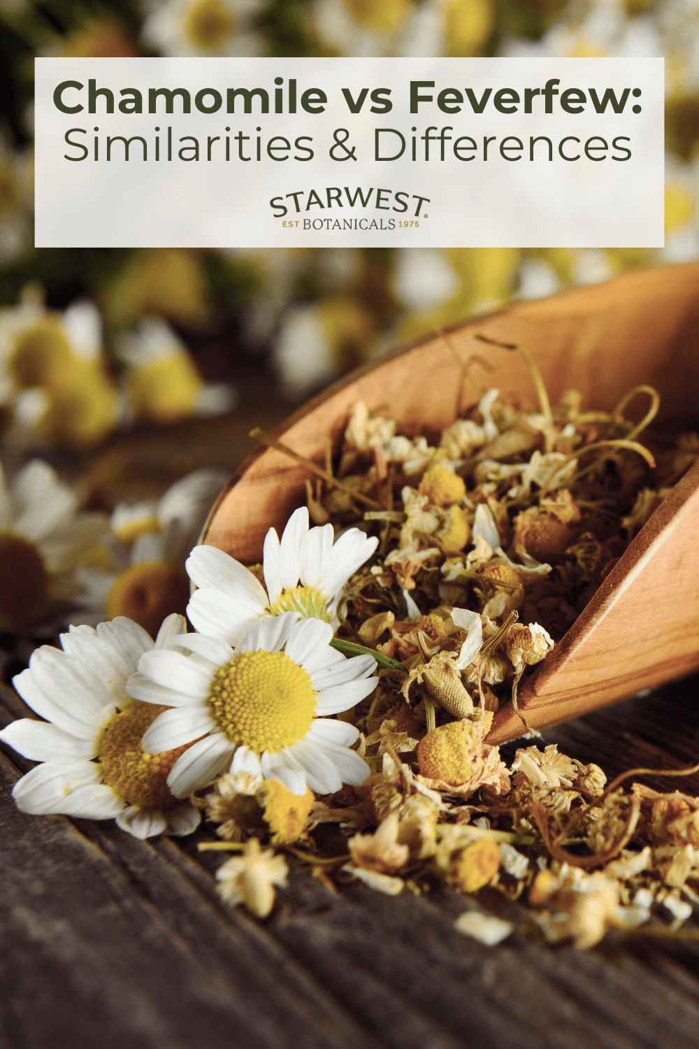 chamomile-vs-feverfew-1.png