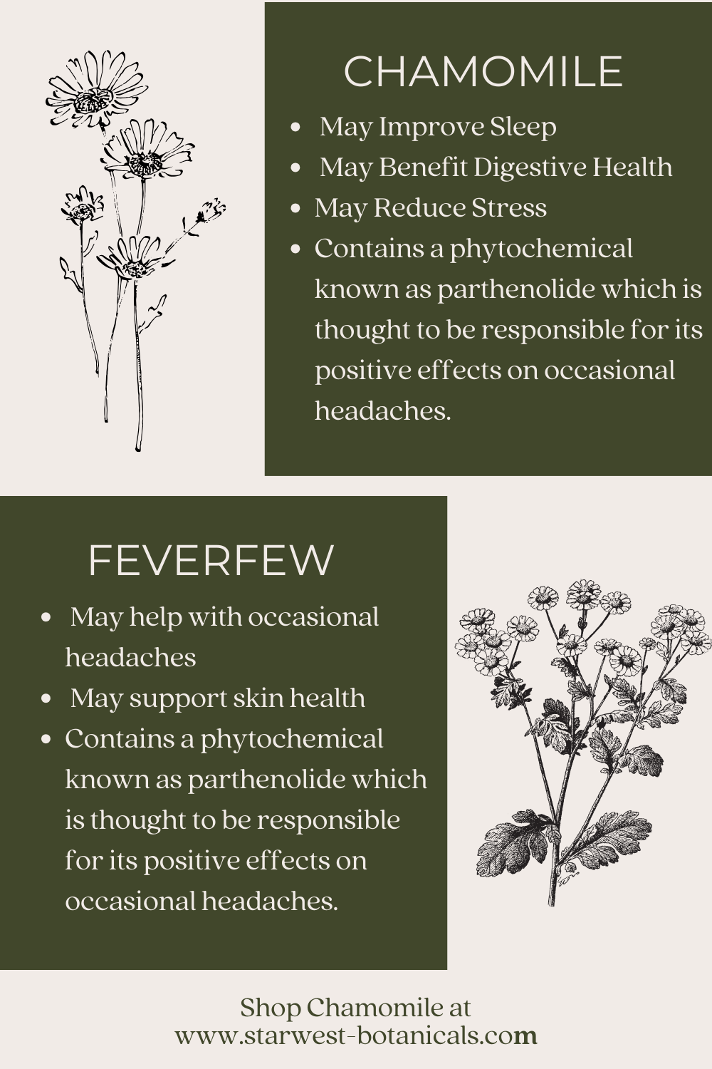 chamomile-vs-feverfew-2.png
