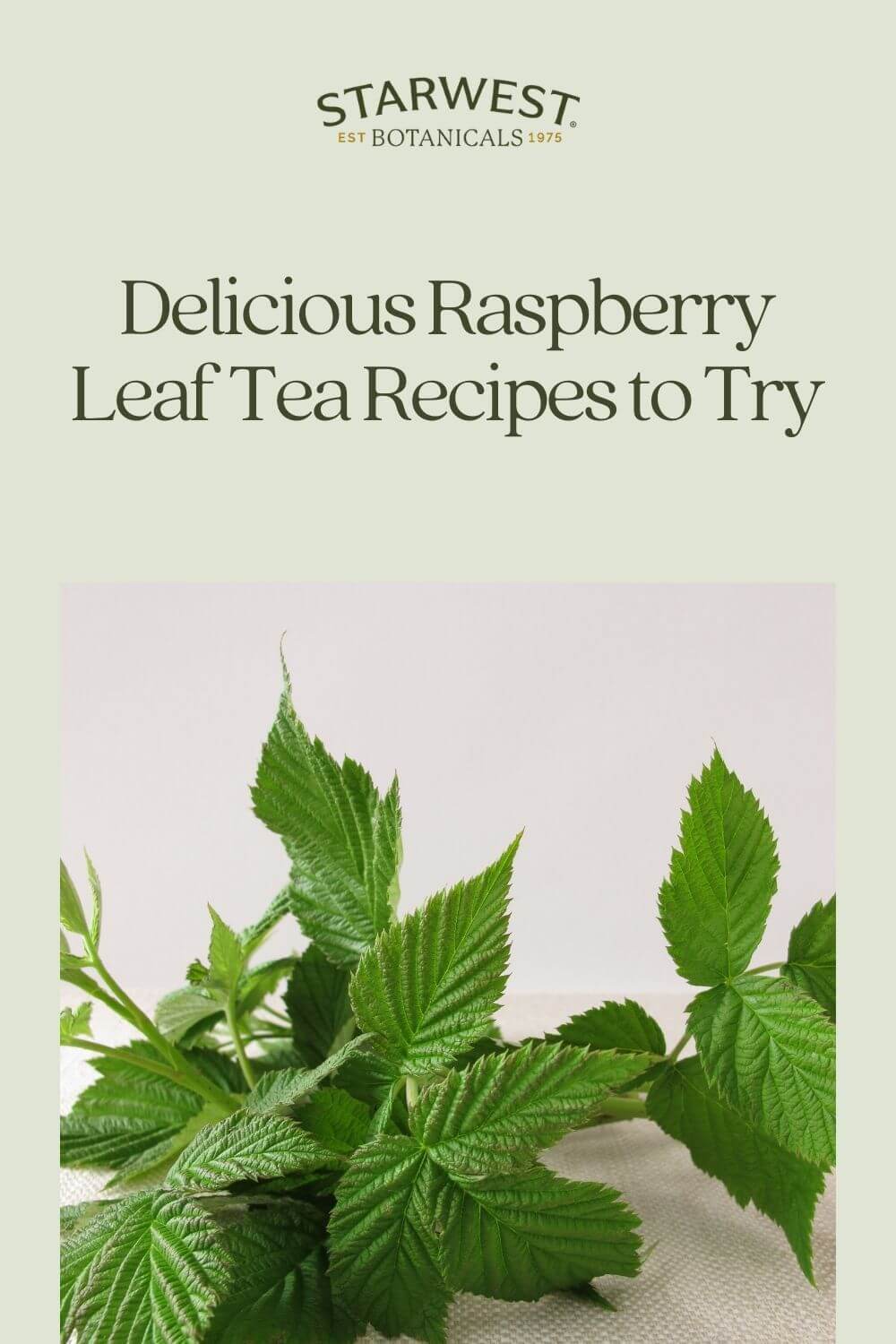 delicious-raspberry-leaf-tea-recipes-to-try-1-.jpg