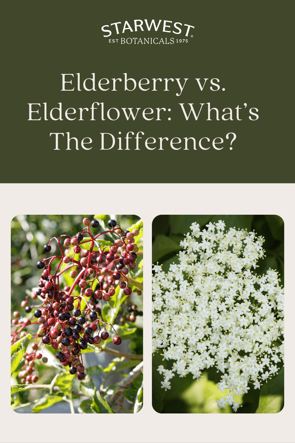 elderflower-vs-elderberries-1.png