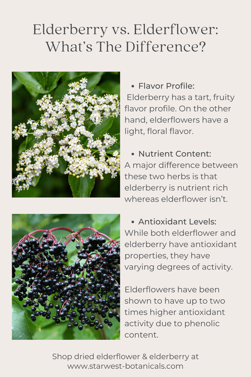 elderflower-vs-elderberries-2.png