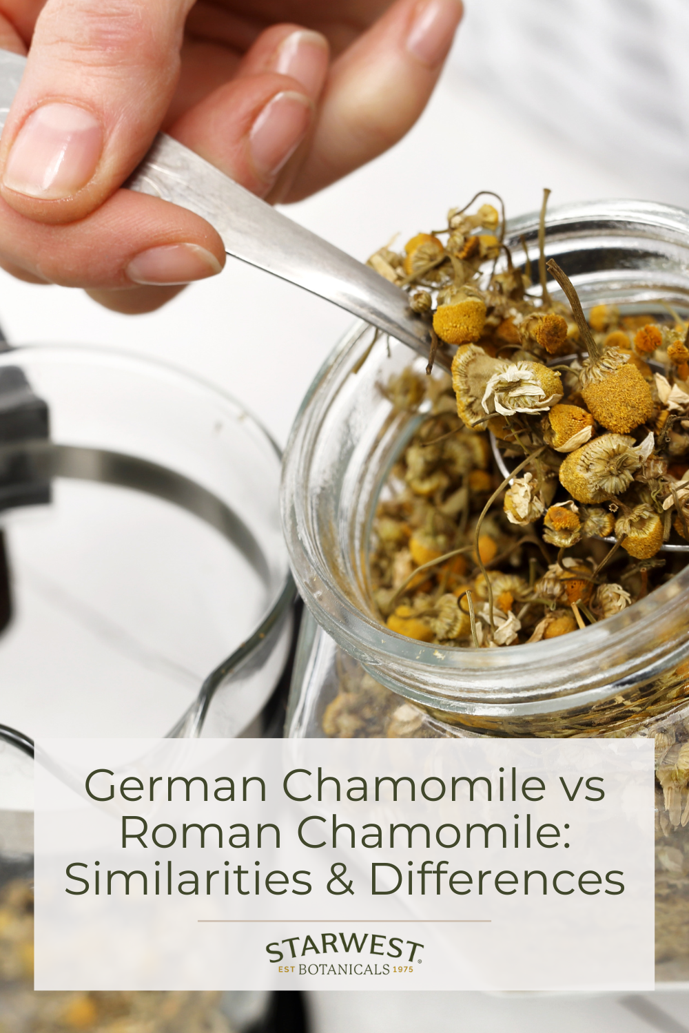 german-vs-roman-chamomile.png