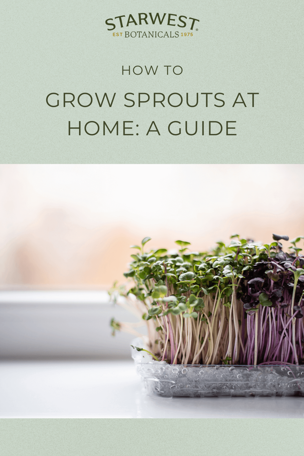 grow-sprouts-at-home-a-guide1.png