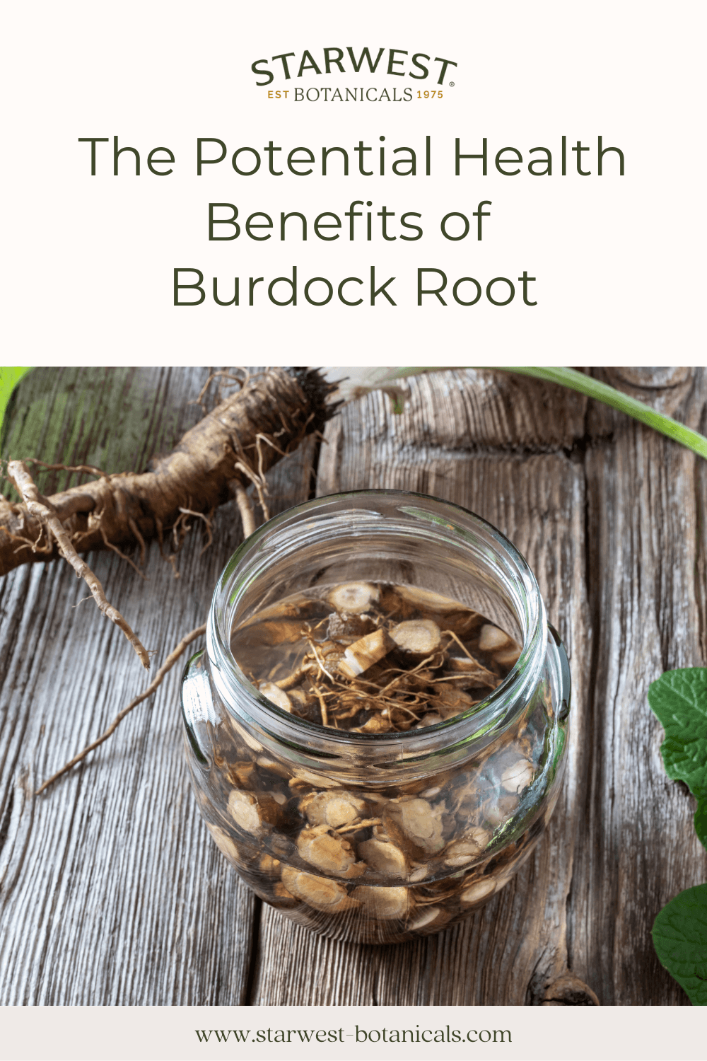 health-benefits-of-burdock-root-1.png