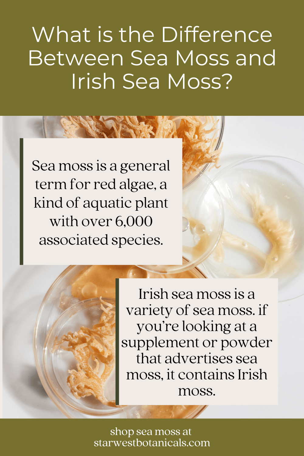 irish-moss-vs-sea-moss-2.png