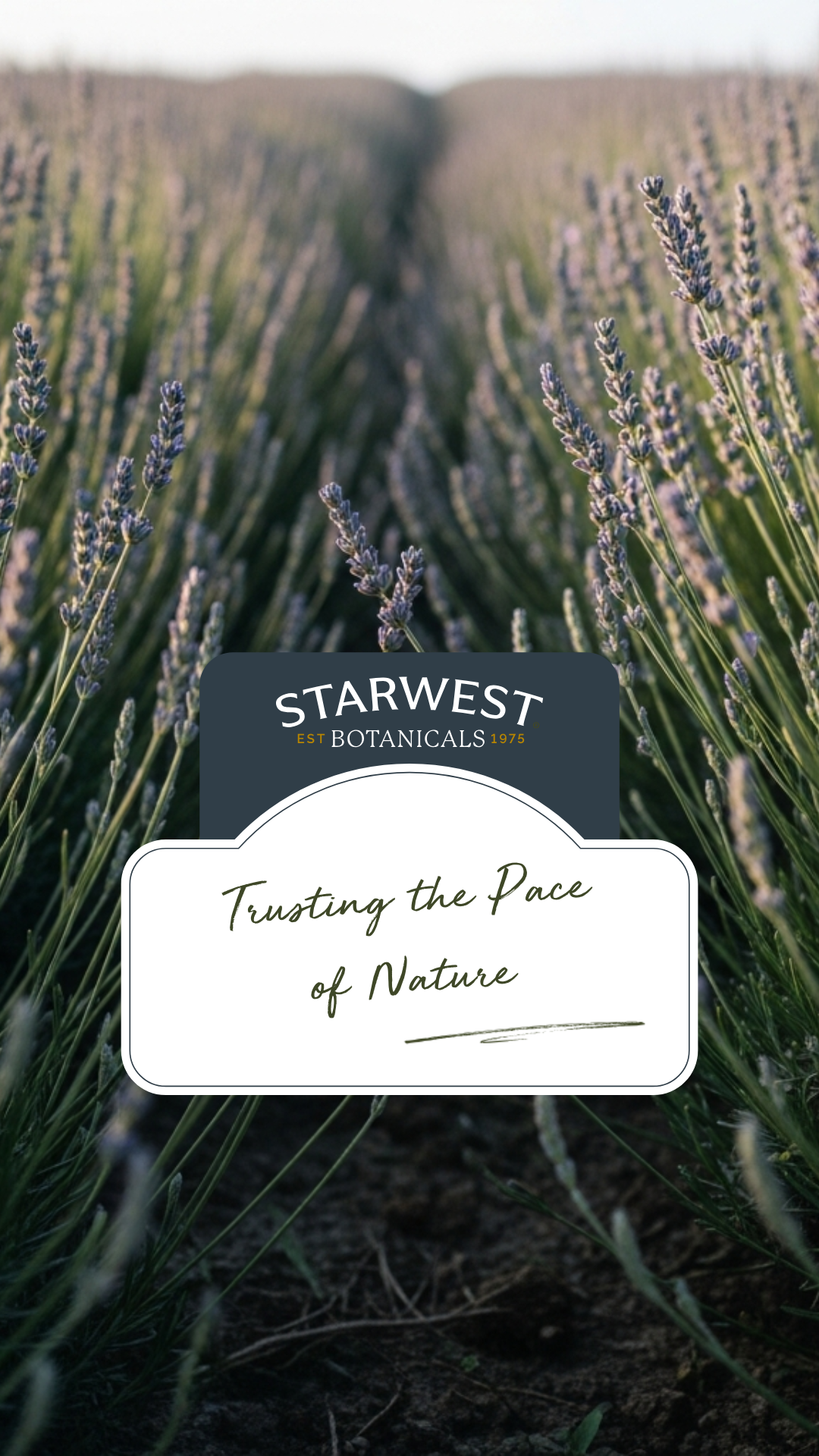 An image of ground level Lavender Fields