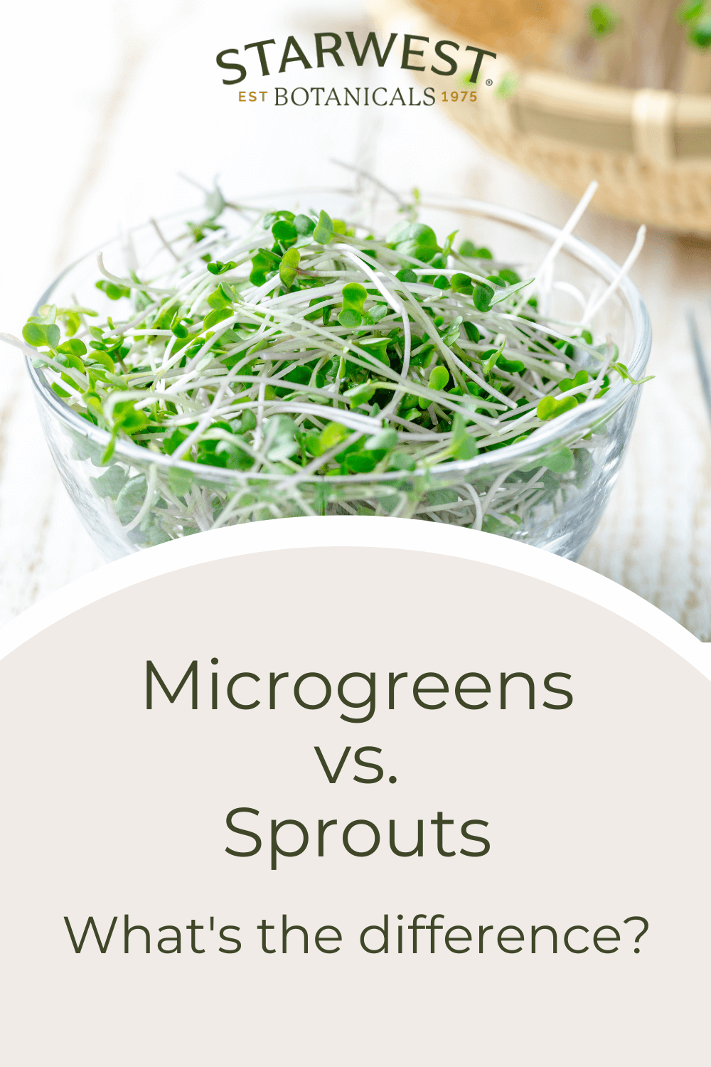microgreenvssprouts.png