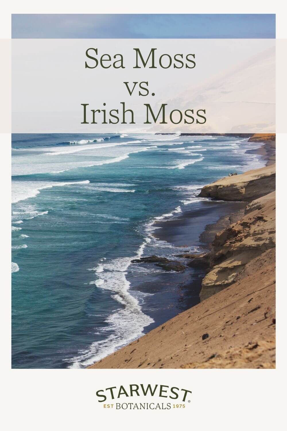 sea-moss-vs-irish-moss.jpg