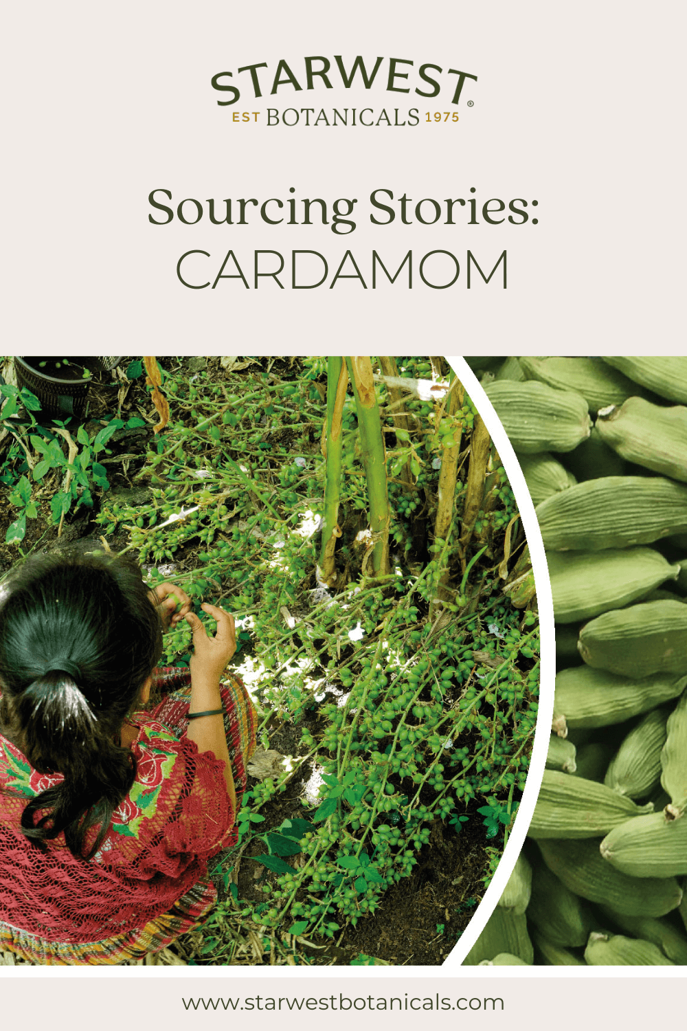 sourcing-story-cardamom-1-.png