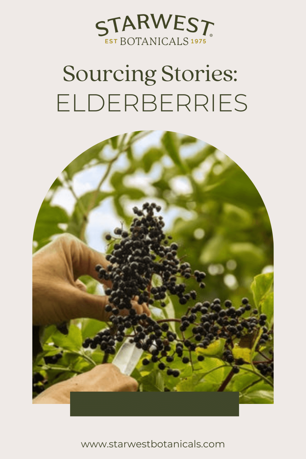 sourcing-story-elderberries-1-.png