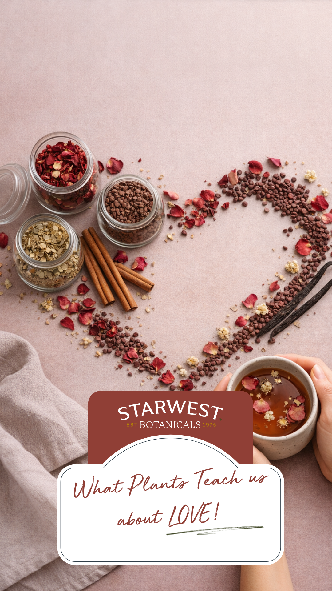 Overhead view of dried botanicals arranged in a heart shape on a soft pink surface, including rose petals, cacao nibs, cinnamon sticks, and whole vanilla beans. Glass jars filled with loose herbs sit beside the heart shape, while hands hold a ceramic cup of herbal tea with floating flowers. A Starwest Botanicals label at the bottom reads, “What Plants Teach us about Love!”